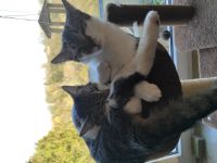 Zwei 7 monatig junge Kater schweren Herzens abzugeben !