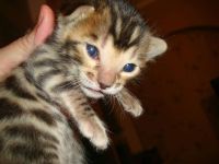 Zuckersüße Bengalkitten suchen liebevolles Zuhause!