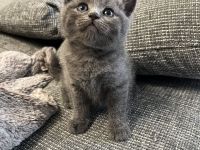 British Kurzhaar Blue