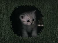 Britisch kurzhaar kitten