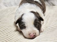 Border Collie Welpen :  Rüden und Hündinnen