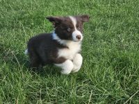 Border Collie Welpen :  Rüden und Hündinnen