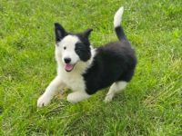Border Collie Welpen :  Rüden
