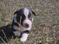 Border Collie Welpen :  Rüde