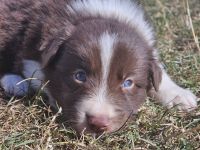 Border Collie Welpen :  Rüden