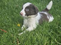 Border Collie Welpen :  Rüden und Hündinnen