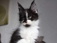 Mainecoon Kitten reinrassig mit Stammbaum
