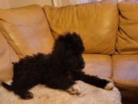 Pudelmischlings Welpen