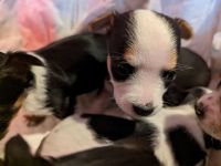 Chihuahua Mix Welpe