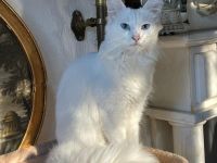 Mihrimahs Ankara Kedisi