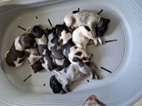 Deutsch Drahthaar Welpen