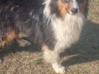 Reinrassiger Australian Shephard Rüde Junghund