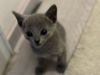 Russisch Blau Kitten mit Stammbaum, vom zertifizierte Züchter