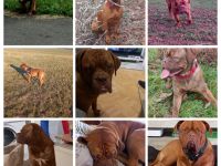 Bordeauxdogge Boxer Mischlinge