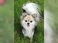 Jung und Erwachsenen Hunde aus VDH zucht abzugeben