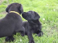 Wunderschöne reinrassige Labrador Retriever Welpen schwarz und gelb vom Züchter