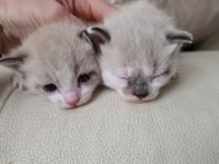 Tonkanese Birma Mix EKH Kitten