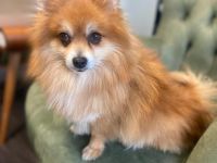 pomeranian zwergspitze