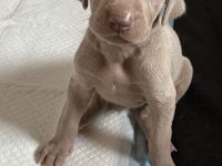 Die wohl schönsten Weimaraner Welpen (Silber)