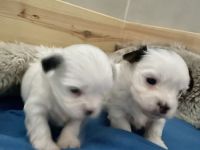 Biewer Yorkshire Terrier Welpen weiß