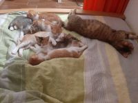 Kätzchen katzenbabys abzugeben