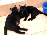 Shani und Lisha, FIV positiv