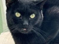Carrie, FIV positiv