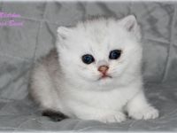 BKH Kitten in black silver shaded mit Stammbaum