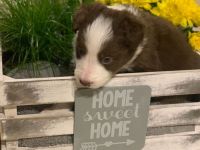 Border Collie Welpen reinrassig