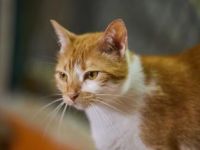 Megan, Einzelprinzessin