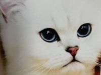 BKH Deckkater mit blau Augen