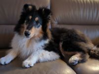 Auffallend schönes Collie - Mädchen