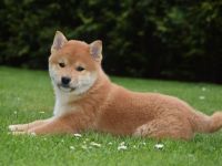 Shiba-Inu Rüden mit Papieren