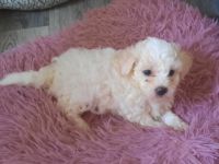 Malteser und Havaneser