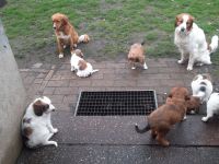 Super süße Kooiker x Harzer Fuchs Welpen