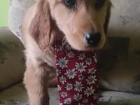 schöne Goldenretriever Welpen mit Serbischen Papieren dürfen ausziehen!!