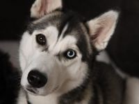 Wunderhübsche Husky Dame namens Sky sucht ein liebevolles neues Zuhause