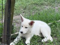 Weisser Schäferhund Welpen