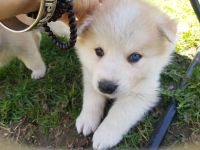 Akita Husky Welpen im Allgäu