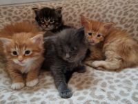 Maine Coon kitten mit Stammbaum