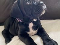 Cane Corso Welpen suchen liebevolles Zuhause