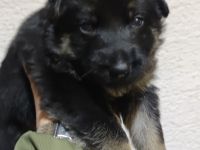 Schäferhundwelpe Hündin zu verkaufen