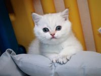 Britenbärchen in golden Point zu vergeben...