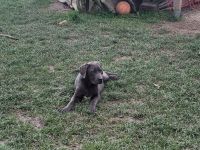 Cane Corso Welpen abzugeben