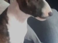 Miniatur Bullterrier,  reinrassig mit Ahnentafel