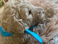 Goldendoodle Standard F1B