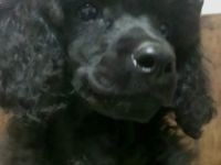 Kleinpudel schwarz (FCI)