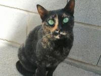 Flor, Einzelprinzessin