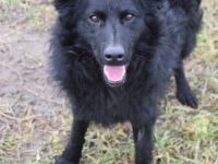 Gunnar, junger Mudi-Mix, 46 cm, kastriert, 1 Jahr alt sucht erfahrenes Zuhause