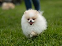 Zwergspitz / Pomeranian Hündin sucht noch ein liebevolles Zuhause!